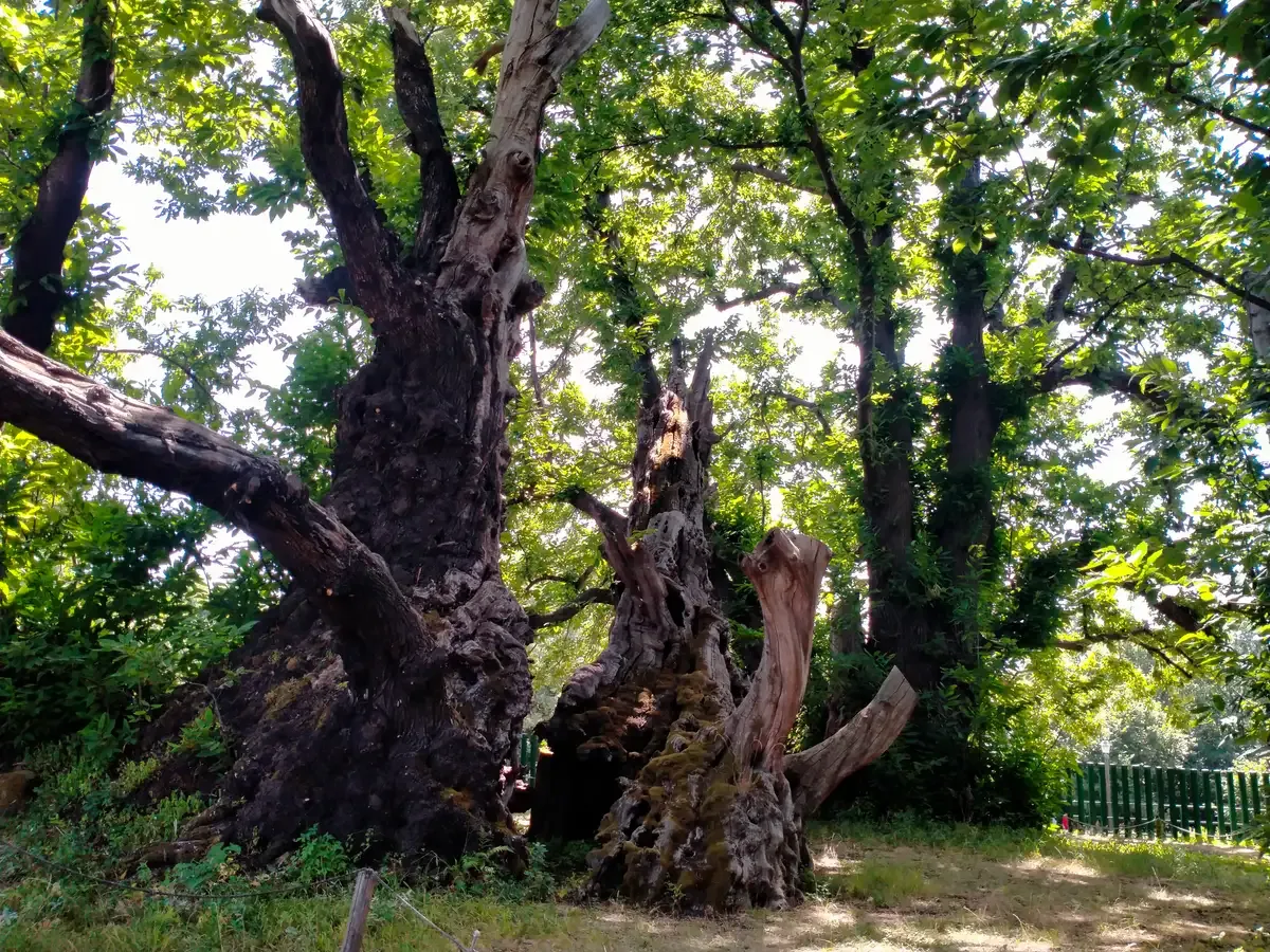 The ancient chestnut tree of a hundred horses on the eastern slopes of Mount Etna near the tour's tasting country, Sicily